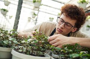 Professional, worker is taking care of plants. Young man with curly hair and in glasses is in greenhouse photo