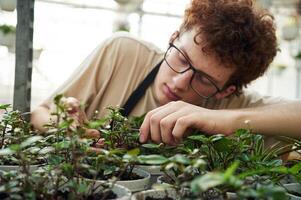 Focused, view. Cropping the plants. Young man with curly hair and in glasses is in greenhouse photo