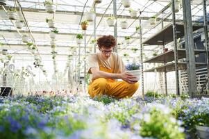 Purple, colored flowers, in pots. Young man with curly hair and in glasses is in greenhouse photo