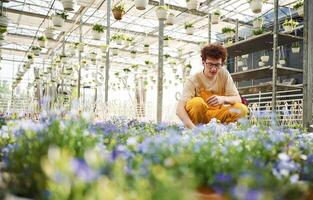 Many of, the pots with flowers. Young man with curly hair and in glasses is in greenhouse photo