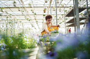 Purple colored, flowers in pots. Young man with curly hair and in glasses is in greenhouse photo