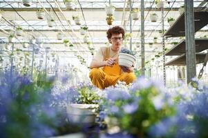 Purple colored flowers ,in pots. Young man with curly hair and in glasses is in greenhouse photo