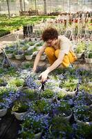 Many ,of the pots with flowers. Young man with curly hair and in glasses is in greenhouse photo