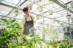 Daily, watering. .Young man with curly hair and in glasses is in greenhouse photo