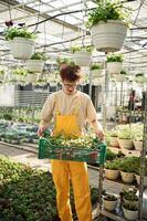Transporting the plants that are, in pots. Young man with curly hair and in glasses is in greenhouse photo