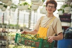 Transporting, the plants, that are in pots. Young man with curly hair and in glasses is in greenhouse photo
