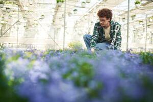 Purple ,colored, flowers. Young man with curly hair and in glasses is in greenhouse photo