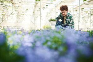 Purple, colored, flowers. Young man with curly hair and in glasses is in greenhouse photo