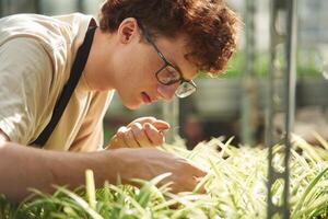 Cuts plants. ,Young, man with curly hair and in glasses is in greenhouse photo