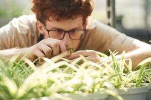 Cuts plants. Young .man .with curly hair and in glasses is in greenhouse photo