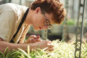 Cuts. plants..Young man with curly hair and in glasses is in greenhouse photo