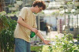 Using the green ,watering ,bottle. Young man with curly hair and in glasses is in greenhouse photo