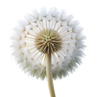 elegant contemporary Close up of a dandelion clock clock only authentic png