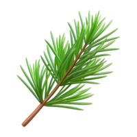 spectacular sought-after Pine branch with needles NO BACKGROUND with Transparent Background. png