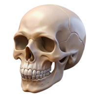 romantic wonderful A human skull, anatomically accurate, NO BACKGROUND with Transparent Background. top-tier png