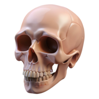 stunning industrial A human skull, anatomically accurate, NO BACKGROUND with Transparent Background. impeccable png