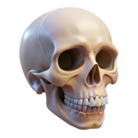memorable coastal A human skull, anatomically accurate, NO BACKGROUND with Transparent Background. precision png