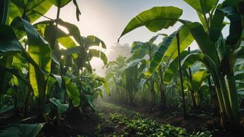 Lush banana plantation with tall green leaves in a misty atmosphere. photo