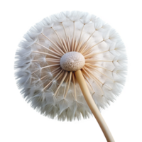 dynamic impressive Close-up of dandelion seed head NO BACKGROUND with Transparent Background. professional png