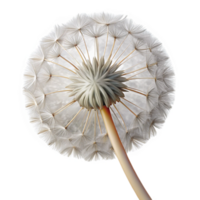 beautiful baroque Close-up of a dandelion seed head NO BACKGROUND with Transparent Background. gallery standard png