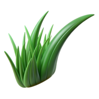 extraordinary bold rustic Single blade of green grass NO BACKGROUND with Transparent Background. premium png