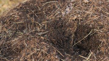 Close-Up of Active Anthill in Forest with Crawling Ants, Swarming forest ants moving on top of a large anthill built from pine needles and soil video