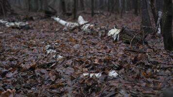 A person walks through a damp forest covered with fallen leaves, shrouded in fog. The mountain terrain signifies a chilly autumn day in a peaceful natural setting. video