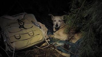 chien repos sur en train de dormir sac dans forêt à nuit, petit chien mensonge sur une en train de dormir sac suivant à une sac à dos en dessous de des arbres dans le foncé forêt video
