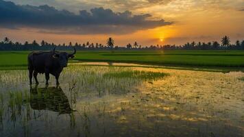 A serene sunset over a rice field with a buffalo standing in the water. photo