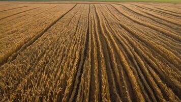 Aerial view of a golden wheat field with distinct rows and patterns. photo