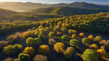 Aerial view of a colorful forest during autumn with mountains in the background. photo