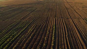 Aerial view of cultivated fields with distinct rows and greenery. photo
