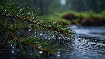 A close-up of a pine branch with raindrops, set against a blurred forest background. photo