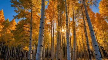 A serene forest scene featuring tall aspen trees with vibrant autumn foliage and sunlight. photo