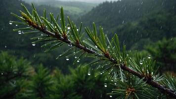 A close-up of a pine branch with raindrops, set against a lush green forest backdrop. photo