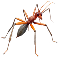 exemplary creative A walking stick insect, NO BACKGROUND with Transparent Background. premium png