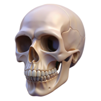 immaculate gothic A single, realistic human skull. NO BACKGROUND with Transparent Background. high quality png