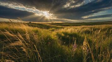 A serene landscape with tall grass under dramatic clouds and rays of sunlight. photo