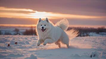 A joyful dog runs through the snow at sunset, capturing a moment of pure happiness. photo