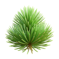 exquisite dynamic classic Pine needles NO BACKGROUND with Transparent Background. flawless png