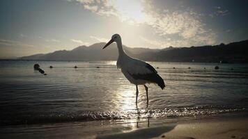 A stork standing gracefully at the edge of a calm shoreline, partially submerged in shallow water. The bird's white feathers contrast sharply with its black wing accents and red beak and legs. video