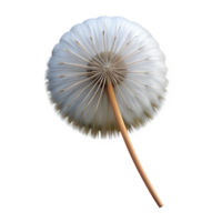 glorious coastal Single dandelion seedhead NO BACKGROUND with Transparent Background. high resolution png