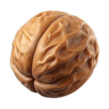enchanting intense gothic Walnut in shell NO BACKGROUND with Transparent Background. impeccable png