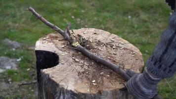 Cutting thin branches with axe Cutting branches on an oak tree deck video