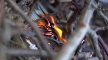 Combustion paper in a pile of dry branches. Combustion branches video