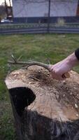 Cutting thin branches with axe. Cutting branches on an tree deck video