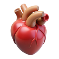 splendid tranquil elegant A human heart, anatomically correct. NO BACKGROUND with Transparent Background. high quality png