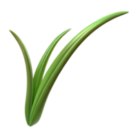 enchanting distinctive Single blade of grass NO BACKGROUND with Transparent Background. png