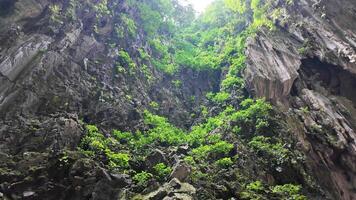 argenté feuille singes famille escalade sur une calcaire la grotte dans une forêt tropicale video