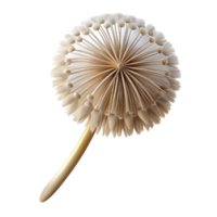 vibrant inspired Single dandelion seedhead NO BACKGROUND with Transparent Background. png